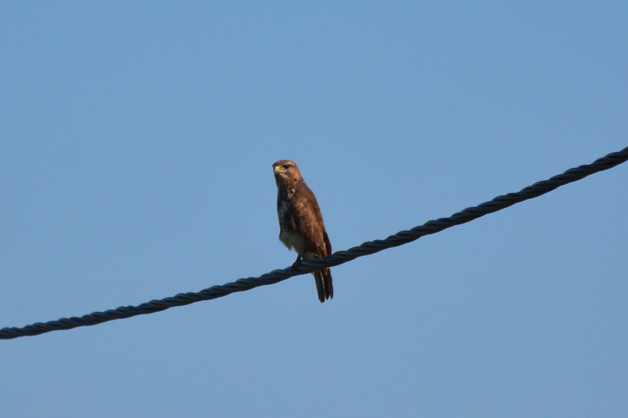Buteo buteo